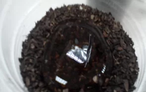 Fındık Zürufu ve Deniz Yosunlarından Saksı Toprağı Geliştirilmesi