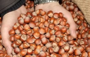 Sakarya İli Fındık Alanlarındaki Bitki Sağlığı Sorunları Çalıstayı Raporu