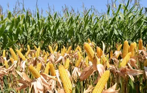 Tarım İhracatında Sakarya'nın Durumu