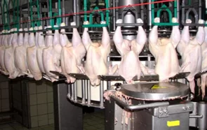 Tavuk Kesimhane Atıklarının Yönetimi