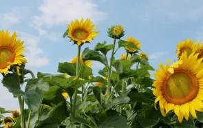 Yenilebilir Enerji Kaynağı Olarak Bitkiler