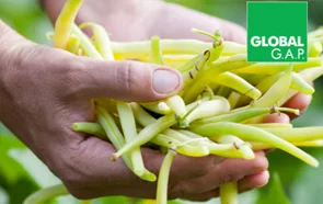 Yeşil Üretim Felsefesi İle Tarımsal Uygulamalar: Globalgap